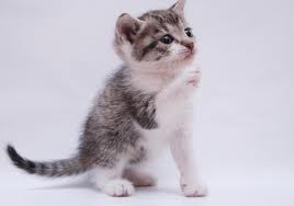 Maciatko